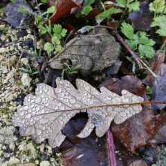 015 - ohne Sonne ist es nass und kuehl